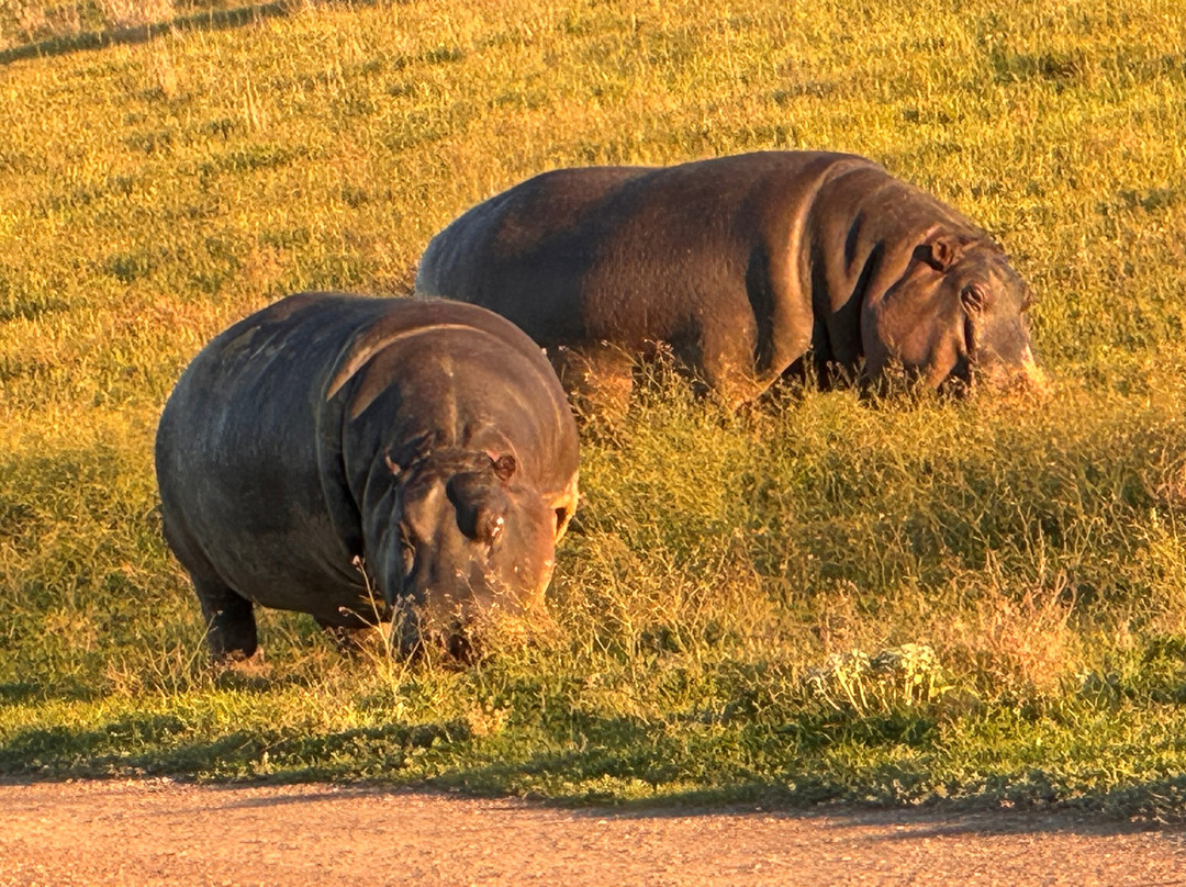 Monarto Safari Park-Monarto必去景点