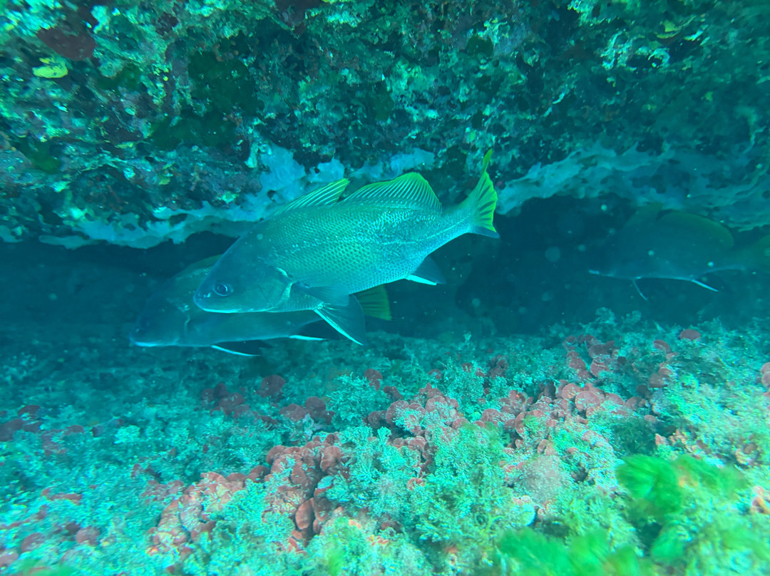 First Class Divers-Porto Petro必去景点