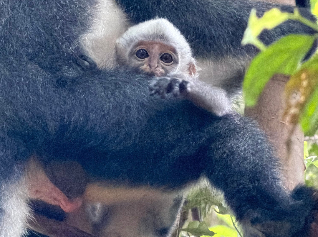 Bukit Lawang Travel-武吉拉旺必去景点