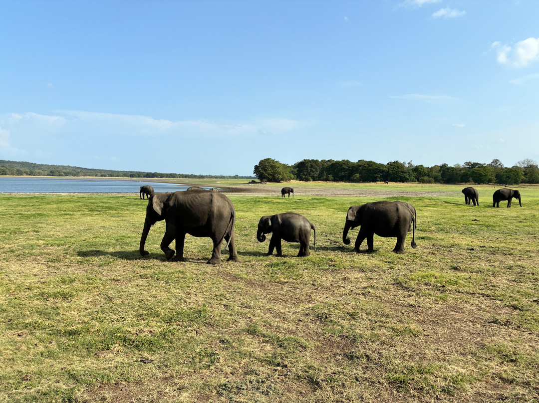 Hola Sri Lanka Tours-凯拉尼亚必去景点