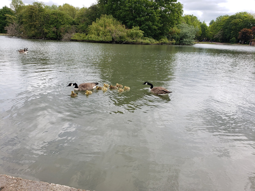 Verulamium Park-圣奥尔本斯必去景点