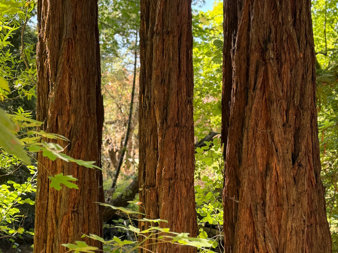 Bothe-Napa State Park-卡利斯托加必去景点