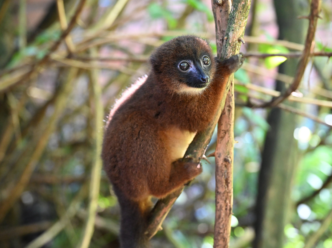 Remote River Expeditions - Madagascar-Morondava必去景点