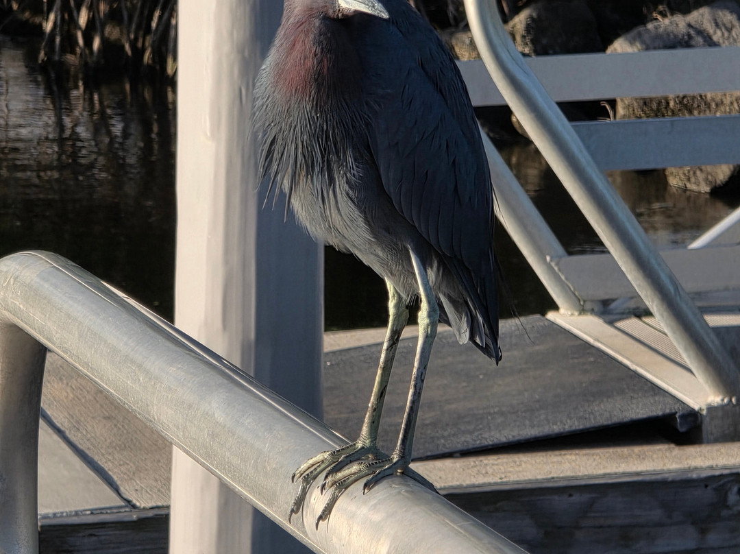 Captain Pete's Lagoon Adventures-Merritt Island必去景点