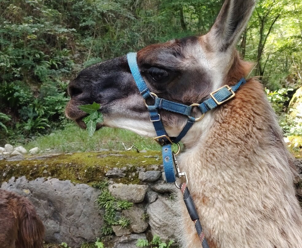 Les Lamas Des 7 Vallees-Pierrefitte Nestalas必去景点