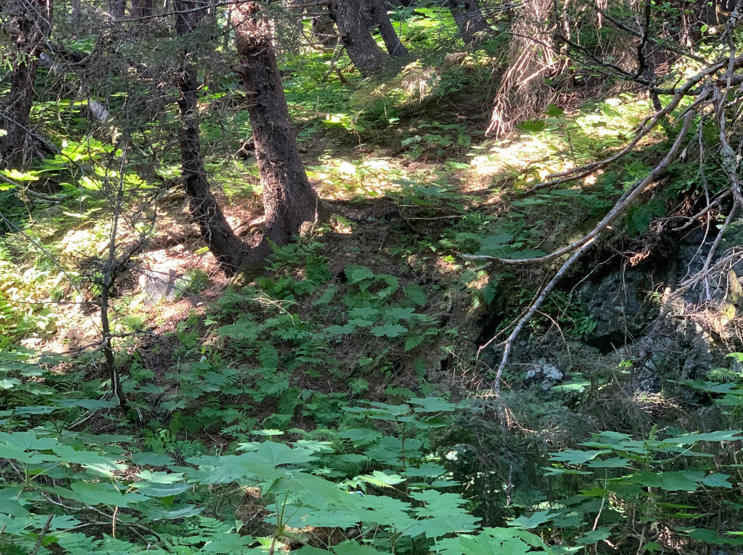 Chilkat Bald Eagle Preserve-海恩斯必去景点