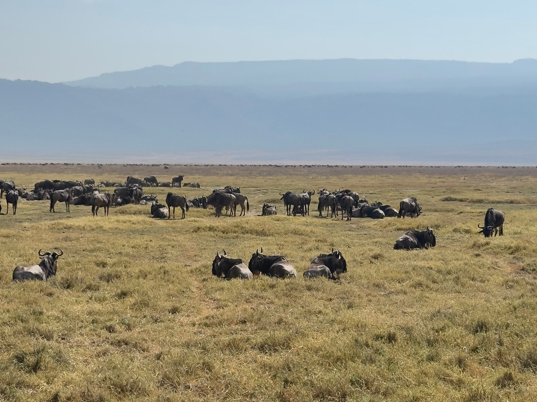 Ngorongoro Crater-恩戈罗恩戈罗保护区必去景点