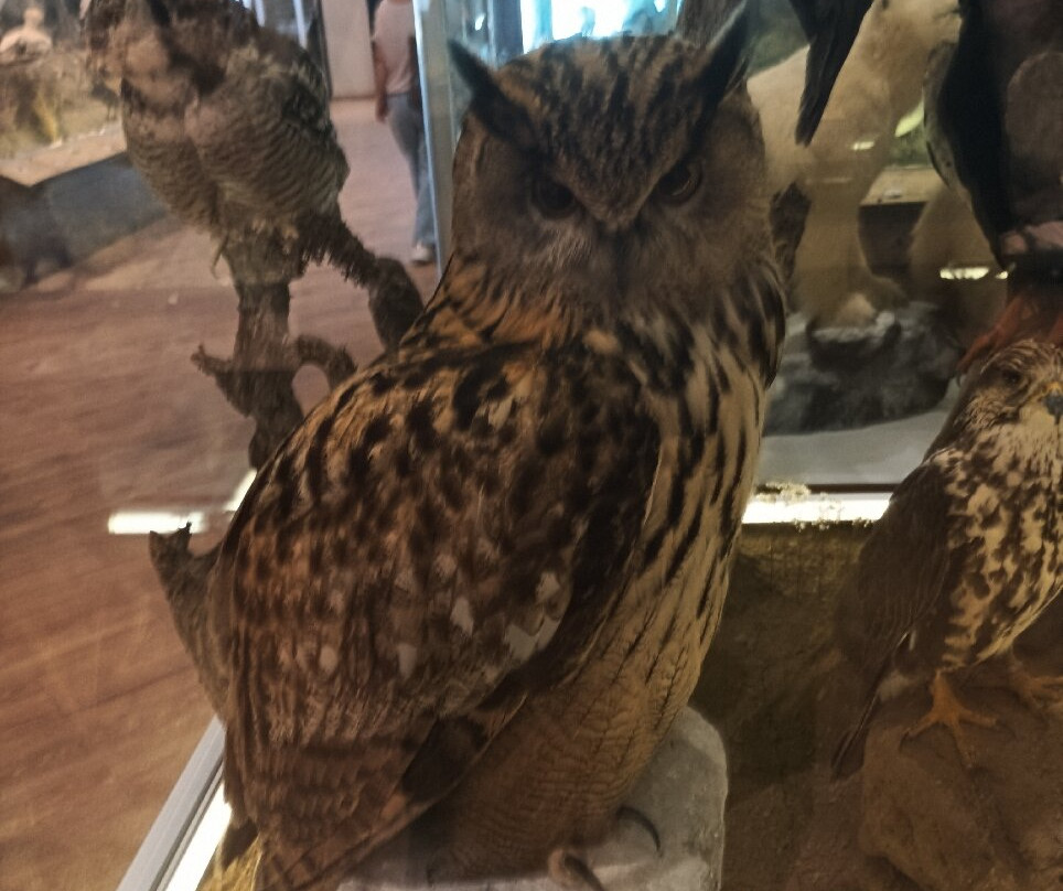 Natural History Museum of Meteora & Mushroom Museum-卡兰巴卡必去景点