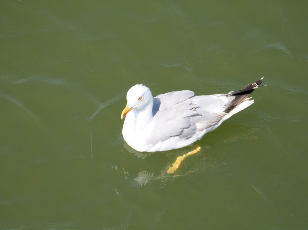 Albatros Escursioni-Porto Garibaldi必去景点
