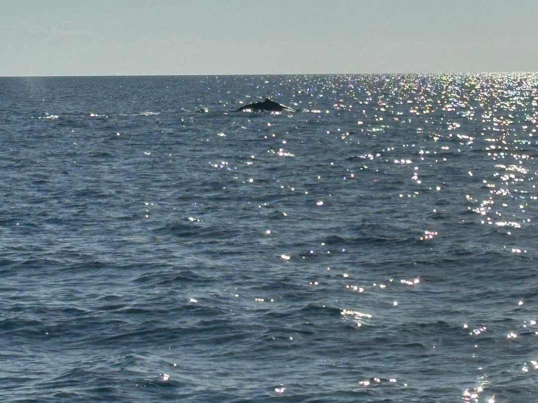 Aquascene Magnetic Island-Magnetic Island必去景点