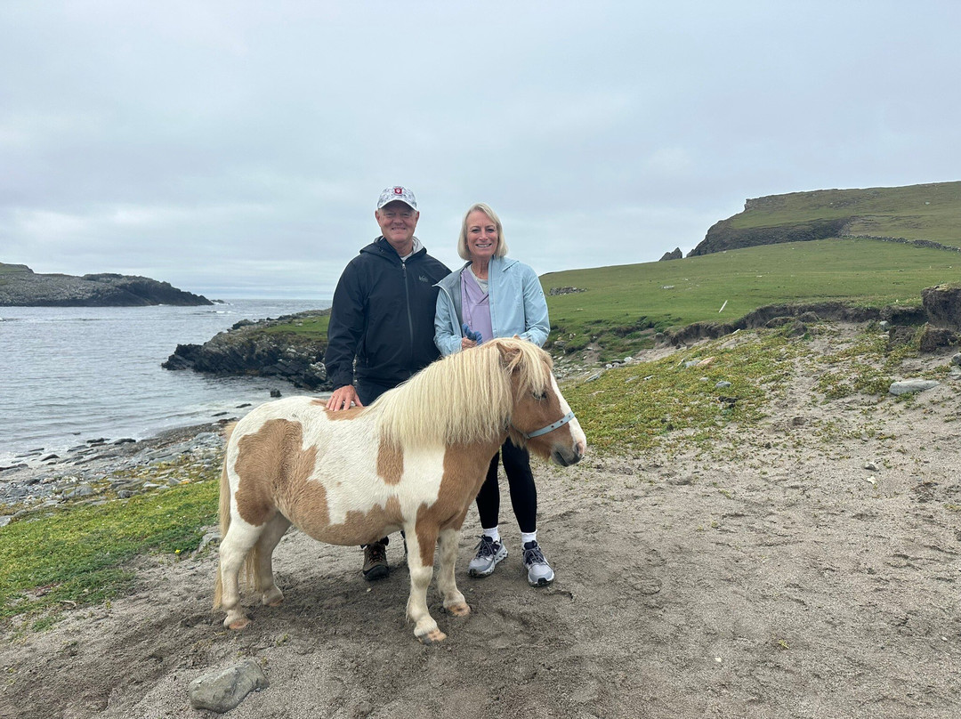 The Shetland Pony Experience-Papil必去景点
