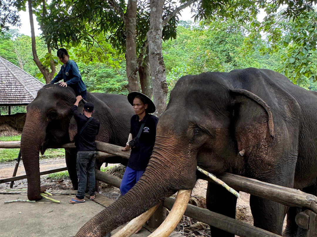 Manifa Elephant Camp-Sang Ha必去景点