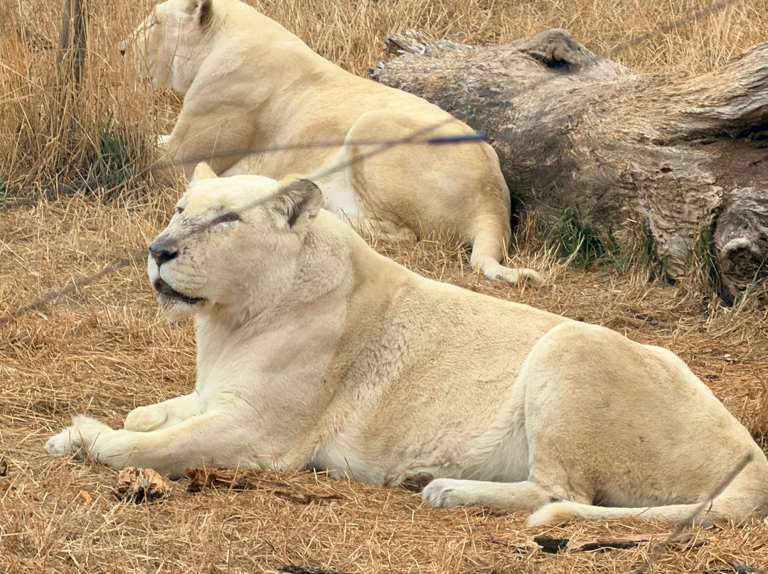 West Midlands Safari Park-Bewdley必去景点