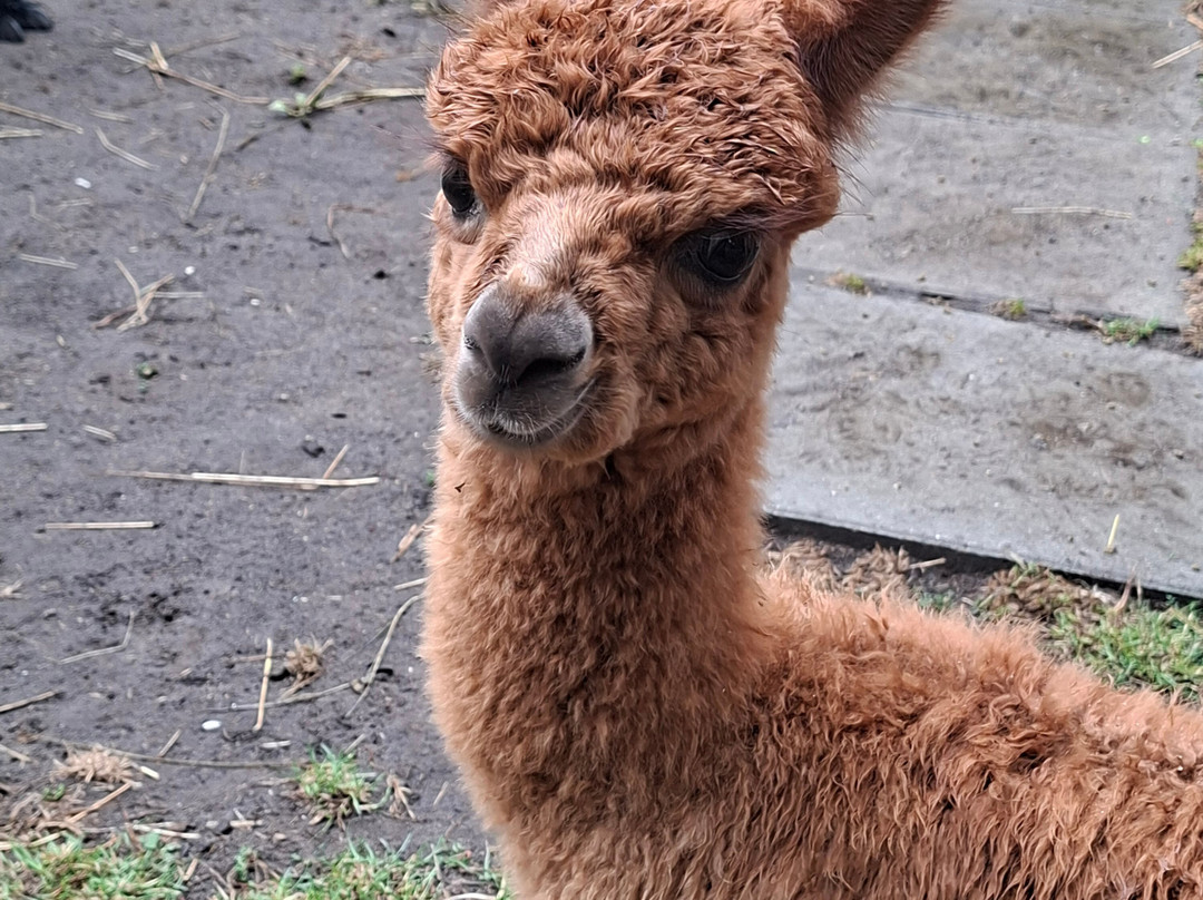 Alpaca Zeeland-Nieuwdorp必去景点