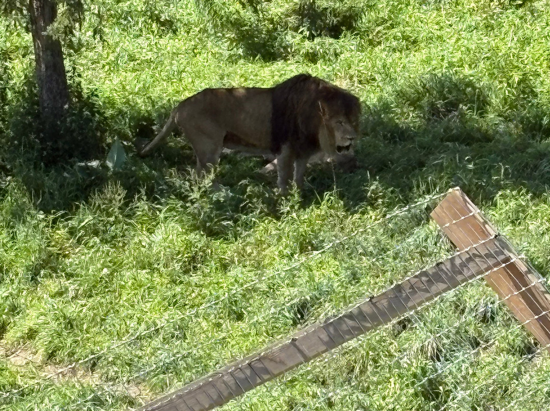Jungle Cat World Wildlife Park-Orono必去景点