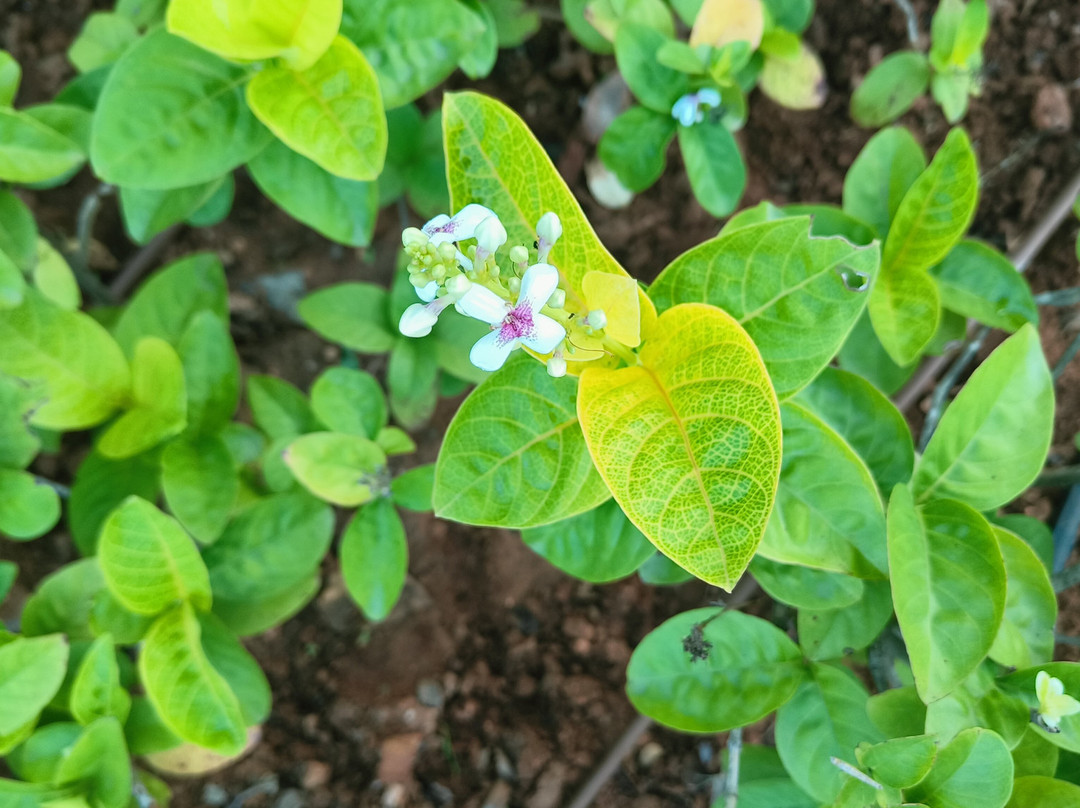 Kshemavana-Bangalore District必去景点