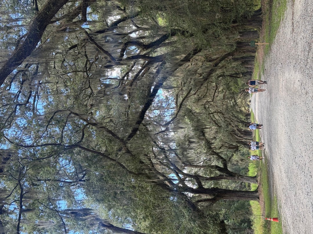 Wormsloe Historic Site-萨凡纳必去景点