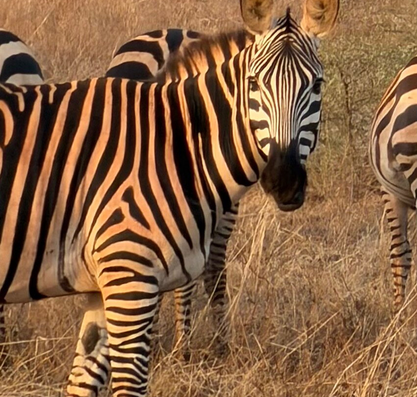 Safari In Kenya Con Samba-瓦塔木必去景点