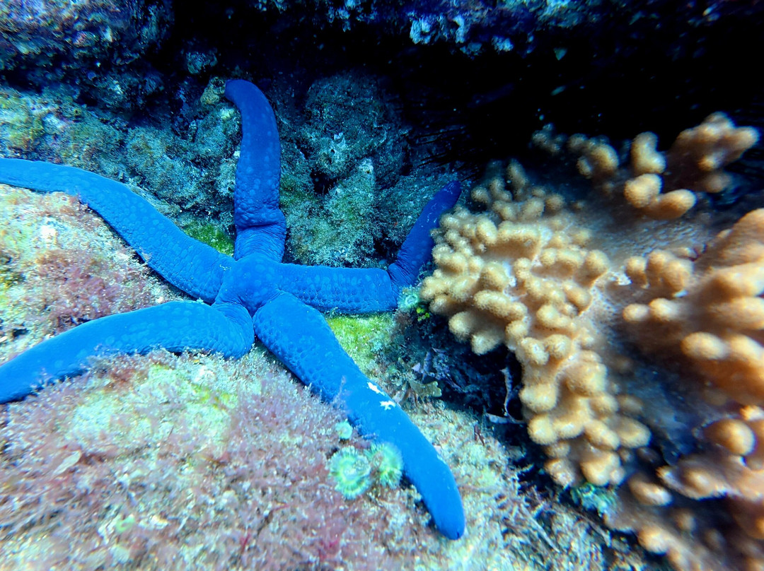 Gold Coast Dive Adventures-Runaway Bay必去景点