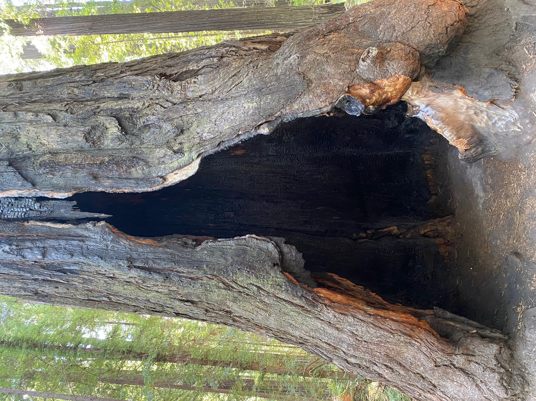 Humboldt Redwoods State Park-Weott必去景点