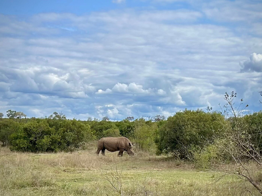 On Safari Africa - Kruger National Park-马里兰必去景点