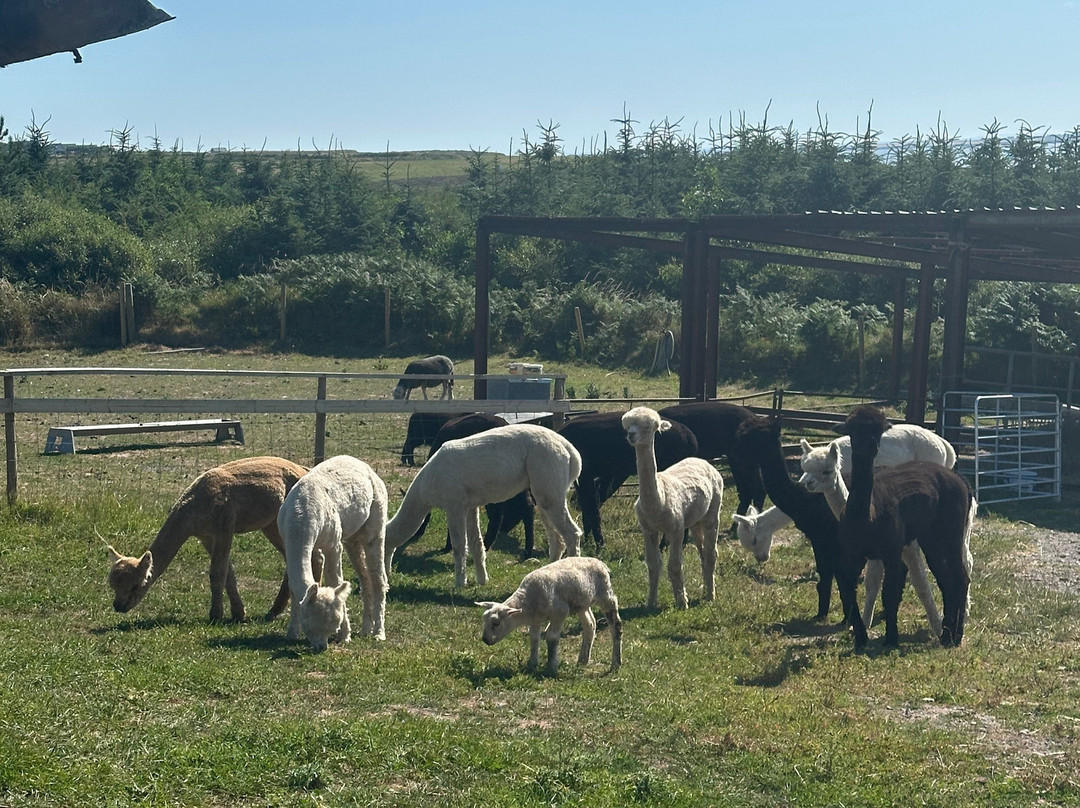 Portally Alpaca Trail-Dunmore East必去景点