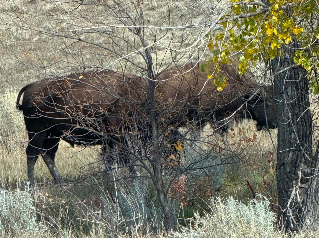 Theodore Roosevelt National Park-Medora必去景点