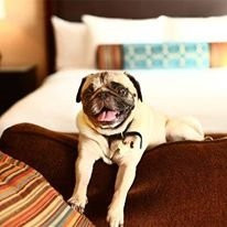 诺斯布鲁克酒店住宿-Staybridge Suites Chicago -- Glenview by IHG