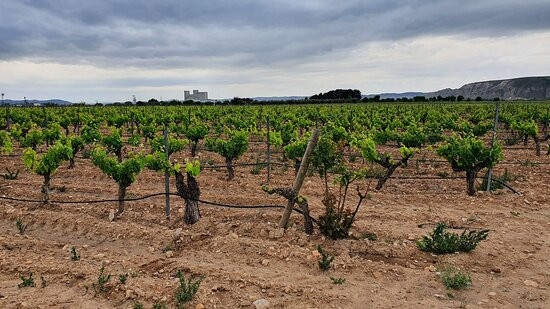 Vino & Aceite De Arganda景点图片