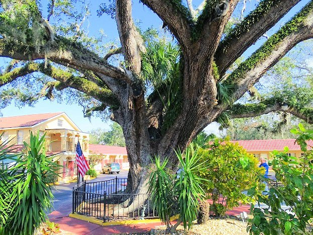The Old Senator Tree景点图片
