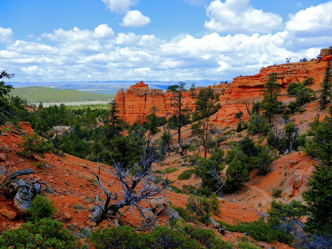 Red Canyon Trails Powell Ranger District Dixie National Forest景点图片