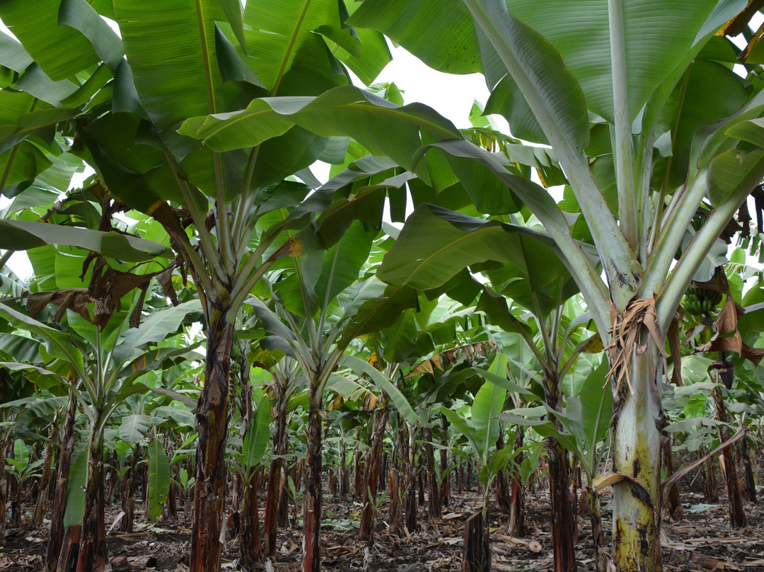 Mto Wa Mbu Cultural Tourism Enterprises-Mto wa Mbu必去景点