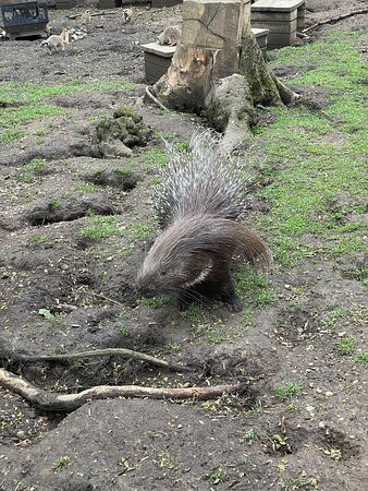 Bridlington Animal Park景点图片