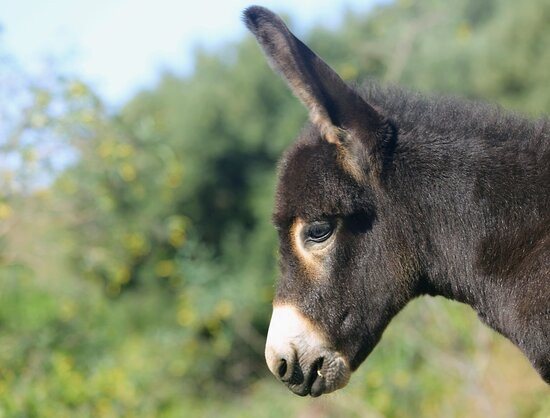 Donkey Dreamland Rescue Centre - Mijas景点图片