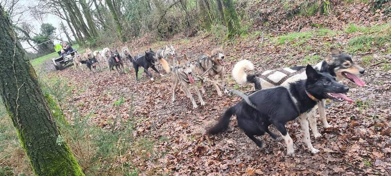 Husky d Anjou, chiens de traîneau