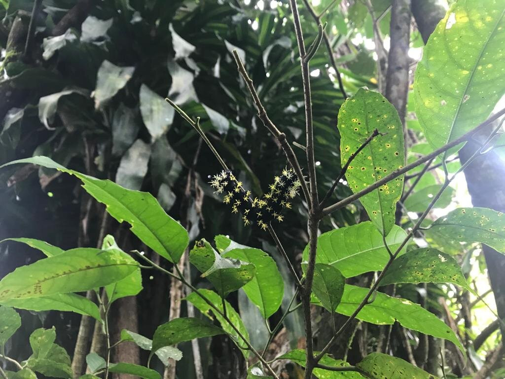 Jardin Botanico La Catalina景点图片