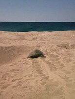 Turtle Beach景点图片