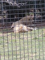 Mansfield Zoo-曼斯菲尔德必去景点