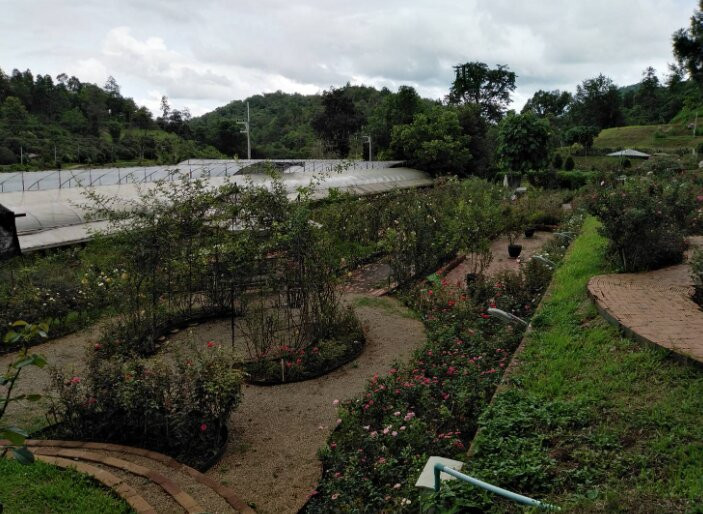Houy Pak Pai Rose Garden景点图片