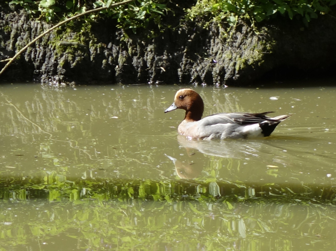 Les Oiseaux Du Marais景点图片