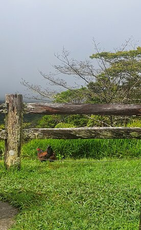 Millaa Millaa Lookout-Millaa Millaa必去景点