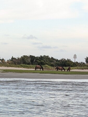 Waterbug Tours-Beaufort必去景点