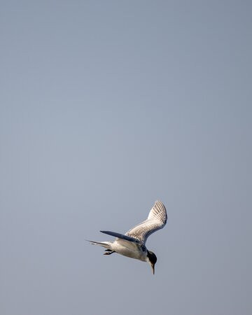 Branta Cruises景点图片