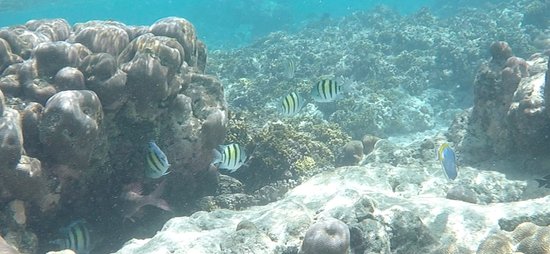 Island Host-泳池