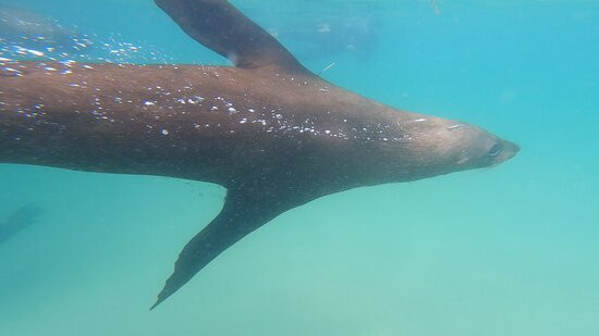 Moonraker Dolphin Swims景点图片