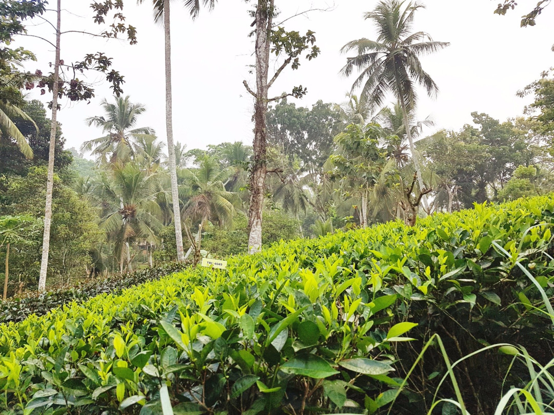 Nandana Tea Factory景点图片