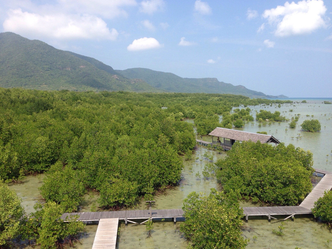 Karimunjawa Mangrove Forest景点图片