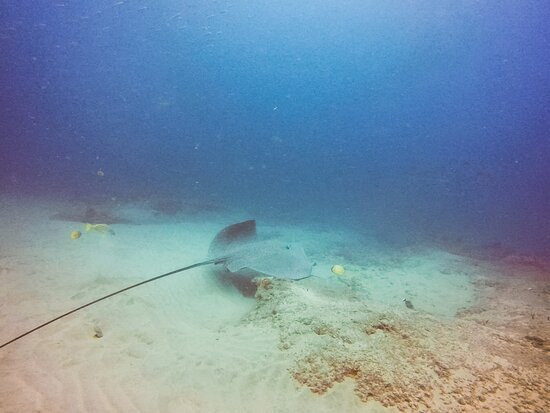 Gozo Azul Diving景点图片