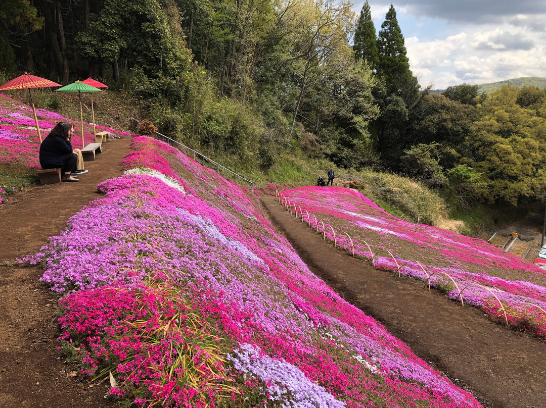 Shibazakura Garden of Adachi Family景点图片