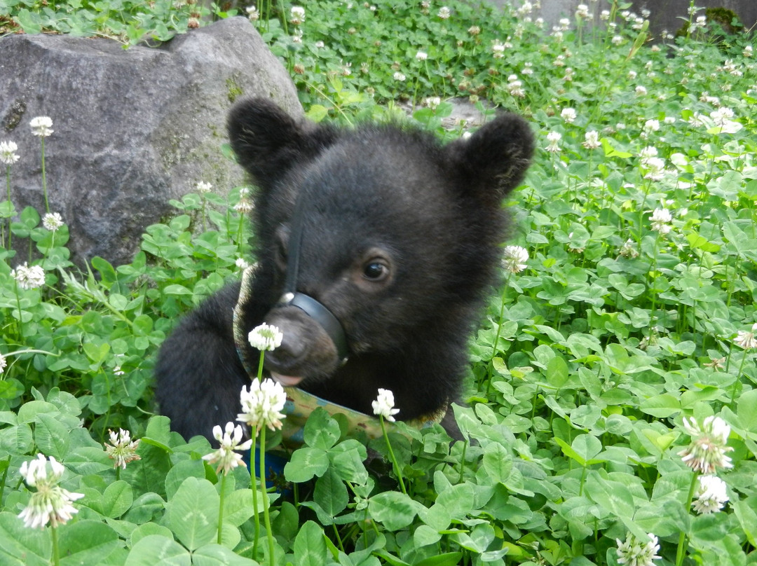 Okuhida Bear's Ranch景点图片